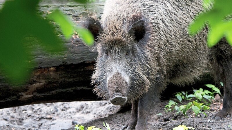 Mittlerweile gibt es in Deutschland 65 bestätigte Fälle der Afrikanischen Schweinepest. Der Kreis Regen setzt jetzt auf die Jäger.