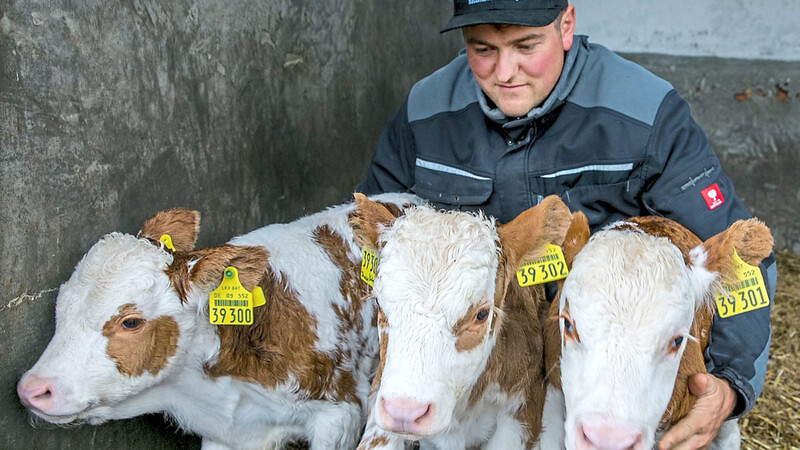Landwirt Simon Hartmann kümmert sich auf der Alpe Metzeberg um die Kälberdrillinge Dagobert, Diego und Denise. Die Wahrscheinlichkeit einer Drillingsgeburt bei Milchkühen liegt bei 0,1 Prozent.