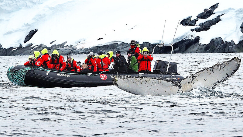 Buckelwale begleiten das Zodiacboot.
