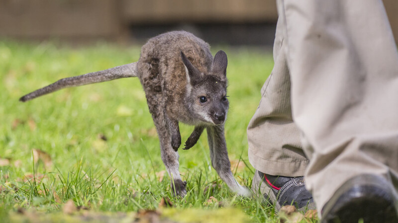 Das kleine Känguru Arinya bei seinem ersten Ausflug in sein künftiges Zuhause.