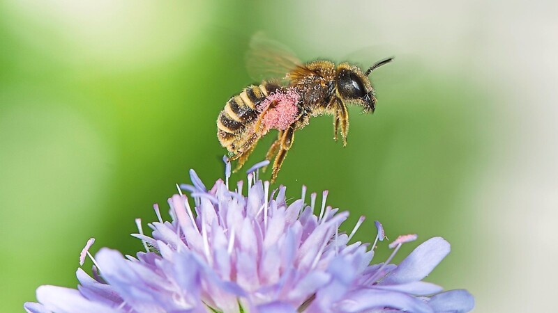 Die Gelbbindige Furchenbiene gehört zu den 563 Wildbienenarten, die es in der Region gibt.