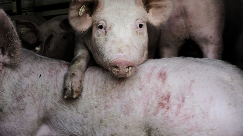 Bei Dirnaich ist am Dienstagabend ein Schweinetransporter umgekippt. (Symbolbild)