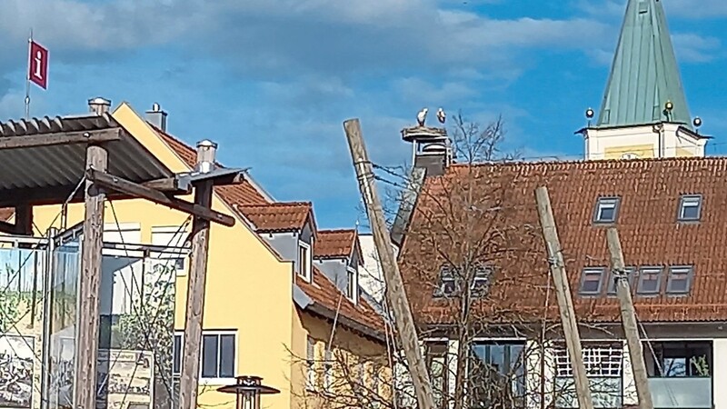 Das Storchenpaar wurde am Mittwoch erstmals gemeinsam im Horst gesichtet.