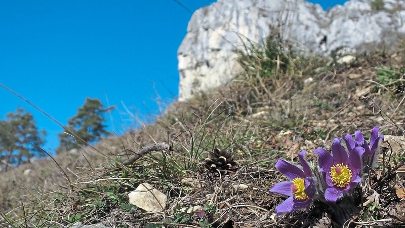 Nur wenige Wochen im Frühjahr blühen die Küchenschellen und viele andere seltene Pflanzenarten am Alpinen Steig.