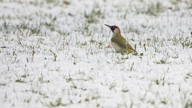 Bei Schnee und Kälte wird das Nahrungsangebot knapp - dieser Grünspecht hat bei Vilsheim unter dem Schnee nach Ameisen gesucht.