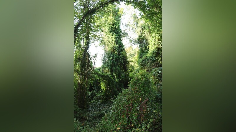 Dieser alte Baumbestand ist für die Anwohner des ehemaligen "Milleranwesens" in Bogen ein Märchenwald. Nun sollen darauf mehrere dringend benötigte Wohneinheiten entstehen.