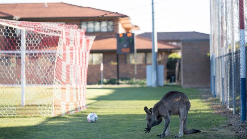 Ein tierischer Flitzer hat während eines Spiels der australischen Frauen-Regionalliga für Aufregung gesorgt: Ein Känguru hüpfte bei der Begegnung der Mannschaften Belconnen United und der FC Canberra auf den Platz - das Spiel musste für eine halbe Stunde unterbrochen werden.
