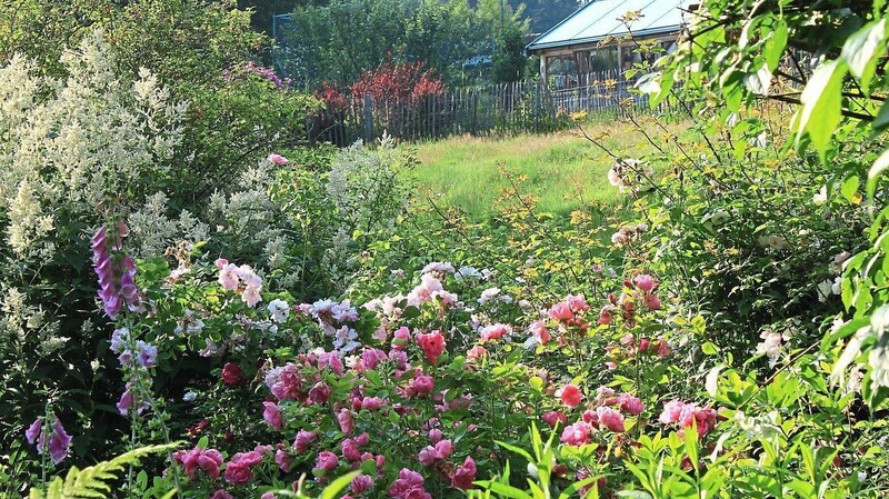 Vor allem historische Rosen und Wildrosenhybride blühen im Sommer zwischen verschiedenen Stauden im Garten von Claudia Wolf.
