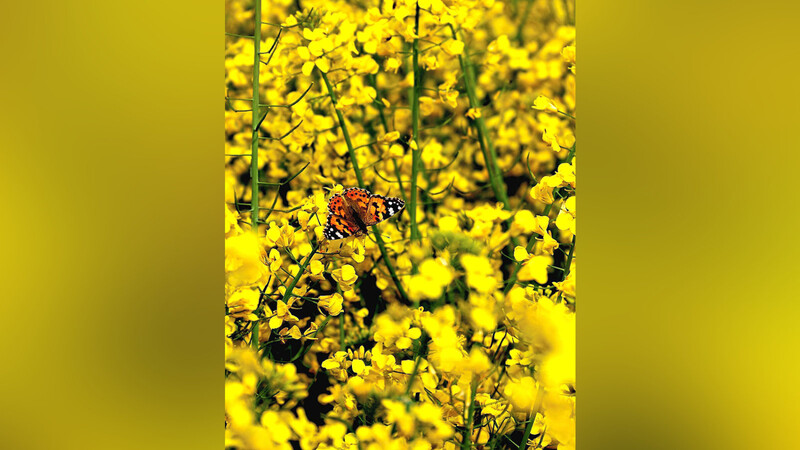 Ein blühendes Rapsfeld ist ein echter Tummelplatz für Bienen und Insekten, wenn man am Feldrand steht, brummt und summt es. Außerdem besticht die Ölpflanze mit ihrer kräftigen gelben Farbe und zaubert im April/Mai tolle Farbtupfer in die Landschaft.