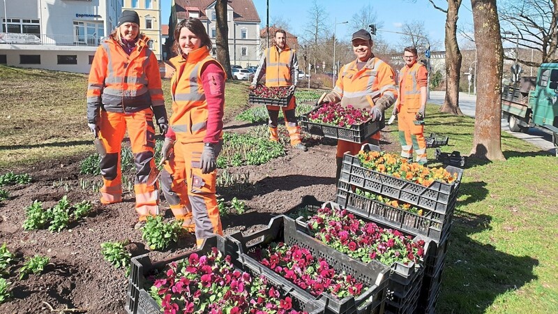 Jährlich blüht die Stadt: Die Mitarbeiter der Stadtgärtnerei haben im Frühjahr wieder die Schmuckbeete und Blumenkübel bepflanzt und damit den Frühling angekündigt.