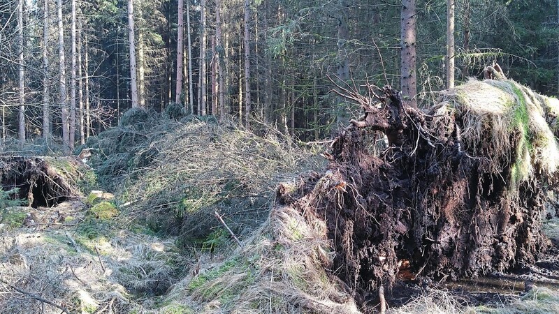 Viele Bäume wurden mit ihrem gesamten Wurzelwerk aus dem Boden gerissen.