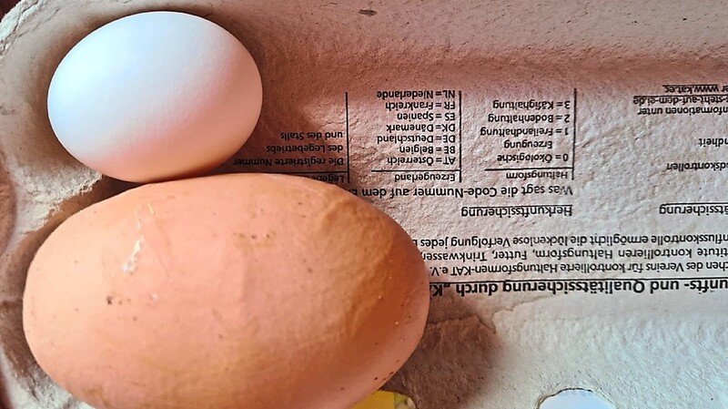 Im Hühnerstall von Petra Bugl und Josef Nießlbeck legte eine Henne ein Ei mit einem Gewicht von 202 Gramm. Der direkte Vergleich von einem normalen Hühnerei macht den Unterschied so richtig deutlich.