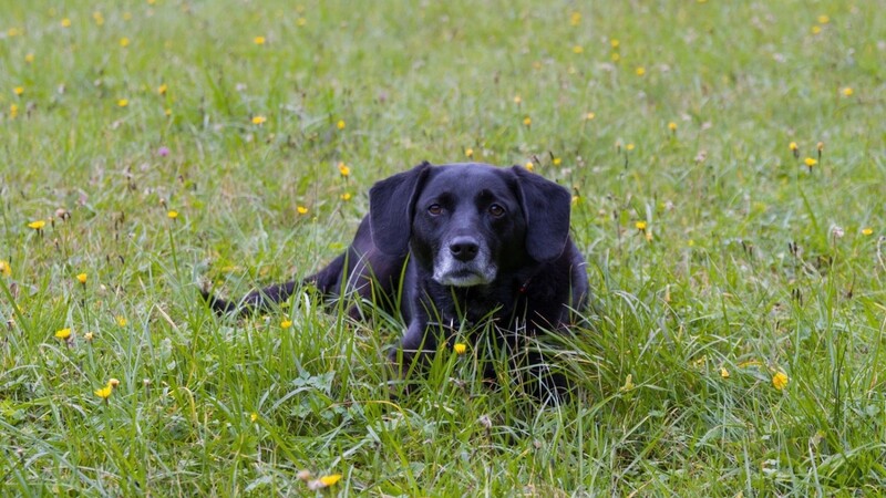 Ein schwarzer Labrador wurde in Freising von einem Auto erfasst. (Symbolbild)