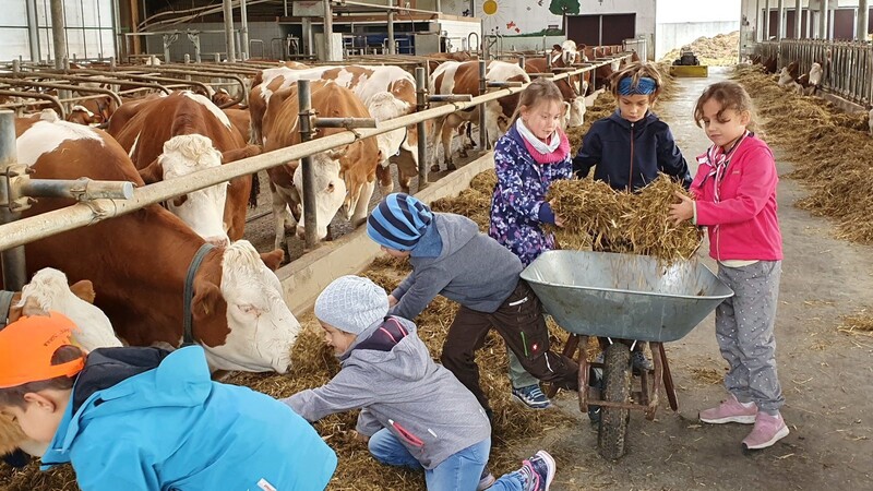 Mit dem Schubkarren fuhren die Schüler durch den Stall und versorgten die Kühe mit Futter.