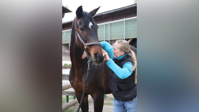 Kirsten Ehrenspeck behandelt den Halswirbelbereich des Pferdes Rochee mithilfe von Chiropraktik.(Fotos: Oberberger)