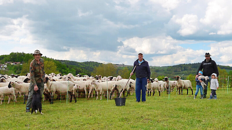 Schafhalter Josef Schambeck und seine Kollegen bei den Schafen