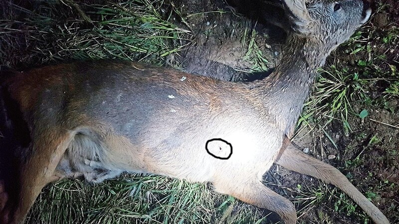 Dieser Rehbock wurde mit einem fast perfekten Schuss von einem Wilderer getötet. Die Einschussstelle ist markiert.
