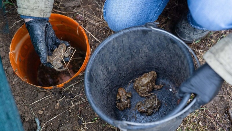 Eine Helferin legt Erdkröten und Grasfrösche in einen Eimer, um diese sicher zu transportieren.