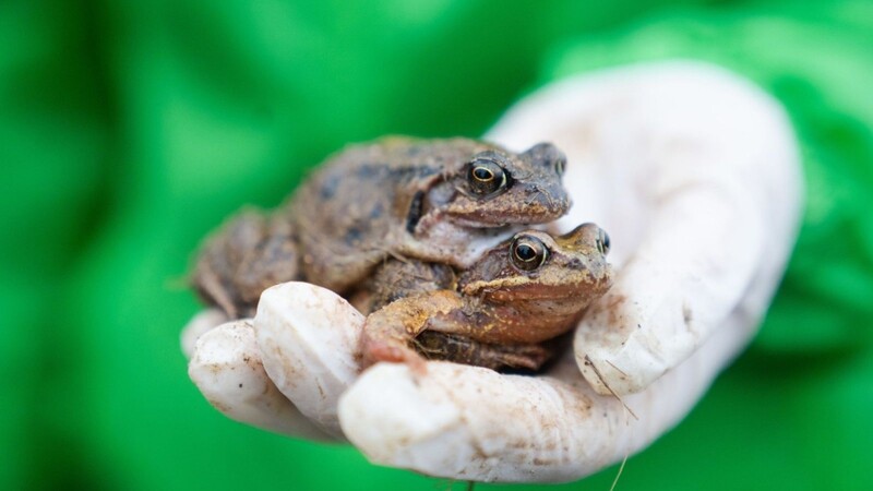 Eine Mitarbeiterin des Bund Naturschutzes (BUND) hält zwei Grasfrösche in der Hand. Angesichts der milden Temperaturen sind erste Kröten, Molche und andere Amphibien in Bayern wieder zu ihren Paarungsgewässern gewandert.
