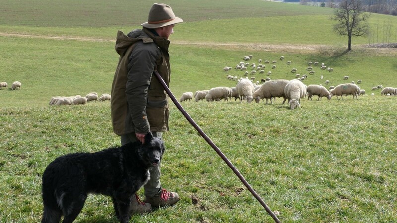 Schäfer Michael Meier und Hündin Isi beobachten genau, ob es den Tieren gut geht. Falls ein Schaf lahmt, greifen sie sofort ein. Wenn die Weide zu sehr abgegrast ist, führen sie die Herde an ein besseres Plätzchen.