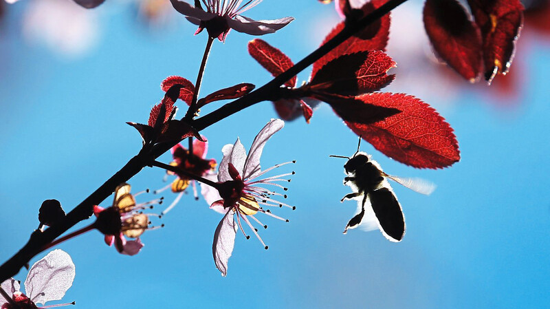 Beim Insektenmonitoring werden nicht nur Arten, sondern auch die Anzahl der Insekten auf eine Fläche bestimmt.