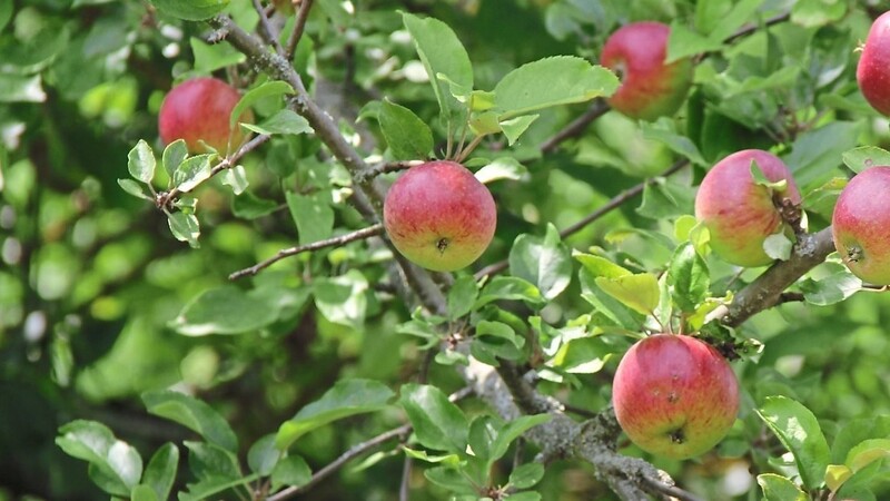 Die Wertschätzung alter Apfelsorten müsse bei der Bevölkerung wieder geweckt werden, sagt die Geschäftsführerin des Kreisverbands für Gartenbau und Landespflege.