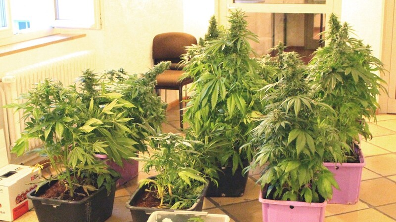 Auf dem Anwesen eines 52-Jährigen in Bodenkirchen haben Ermittler eine Aufzuchtanlage für Cannabispflanzen gefunden.