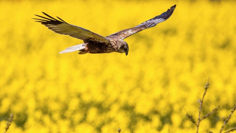 Die Rohrweihe (Circus aeruginosus) gilt als äußerst selten. Nun ist ein Exemplar unter noch ungeklärten Umständen zu Tode gekommen. (Symbolbild)