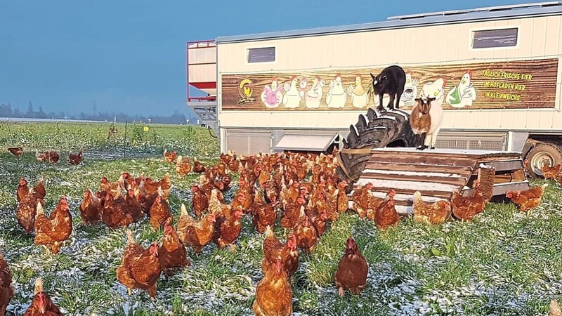 Jede Menge glückliche Hühner in Kleinweichs.