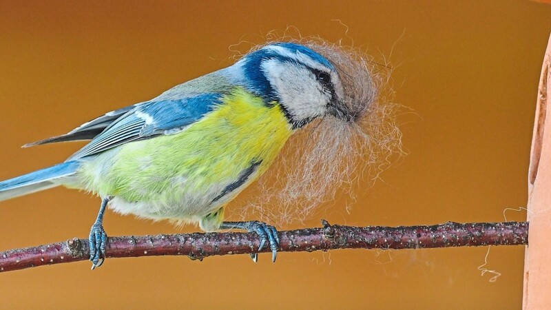 Eine Blaumeise (Cyanistes caeruleus) trägt in ihrem Schnabel Tierhaare und bringt diese zu einem Nest in einem Vogelhaus aus Ton.