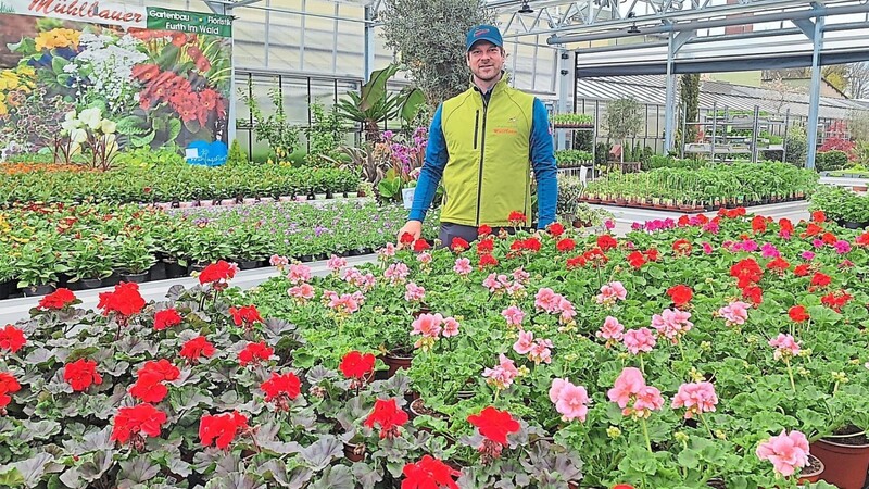 Etwa 250 Artikel hat die Gärtnerei Mühlbauer, hier Junior-Chef Michael im neuen Gewächshaus, über die Sommersaison im Angebot. Besonders die bunten Blumen springen da ins Auge.