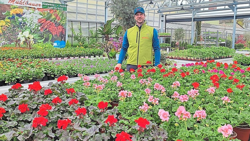 Etwa 250 Artikel hat die Gärtnerei Mühlbauer, hier Junior-Chef Michael im neuen Gewächshaus, über die Sommersaison im Angebot. Besonders die bunten Blumen springen da ins Auge.