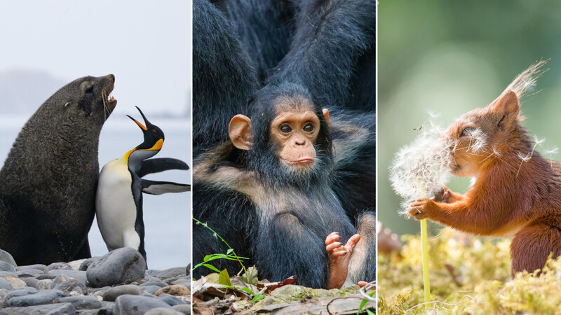 Diese Tierfotos wurden beim "Comedy Wildlife Photography Award 2019" ausgezeichnet.