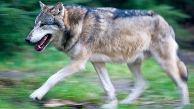 Suchtrupps versuchen die entflohenen Wölfe zu lokalisieren. Eines der Tiere wurde mittlerweile erschossen. (Symbolbild)