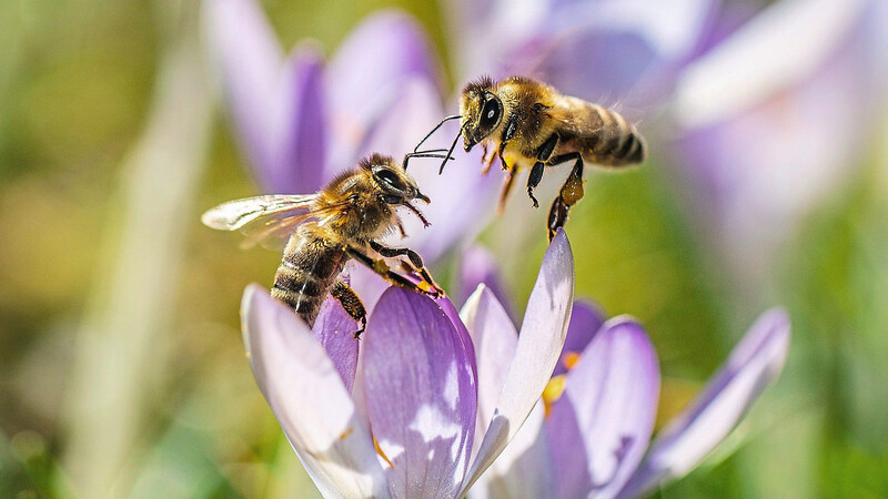 Die EU-Kommission will unter anderem gefährdete Arten retten. Besonders im Fokus steht dabei der Schutz von Feldvögeln und Insekten, vor allem den Bestäubern wie Bienen, die als äußerst gefährdet gelten.