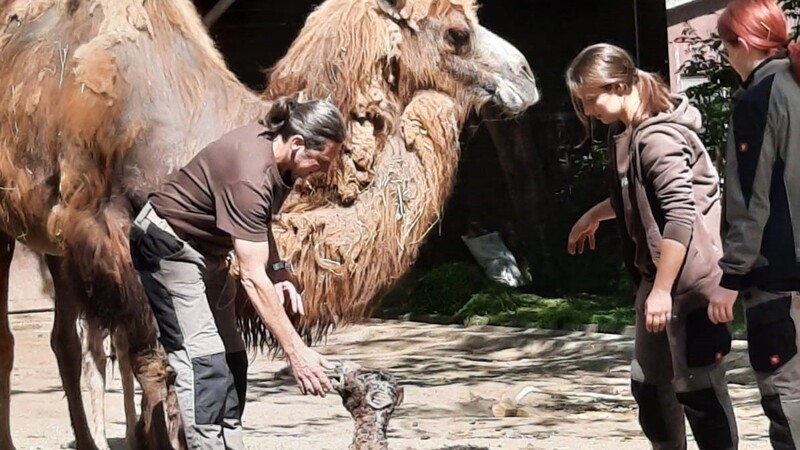 Den Besuchern bot sich am Mittwoch ein einzigartiger Moment: Sie konnten die Geburt eines Kamelfohlens begleiten.