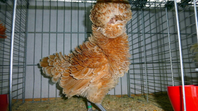 Dieses Huhn der Rasse Zwerg Paduaner präsentiert sich in einem gestruppt chamios-weißgesäumten Kleid - die Augen dürfen nicht von Federn verdeckt sein.