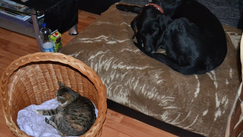 Früher hat der Labrador-Mischling Benshi Katzen gejagt, heute teilt er sein Zuhause mit ihnen.