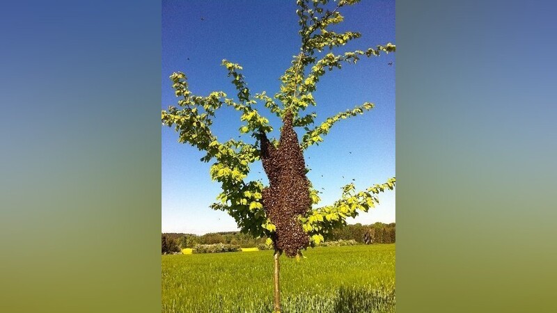 Die Bienenvölker vermehren sich im Zeitraum von Anfang Mai bis Juli auf natürliche Weise durch Bienenschwärme.