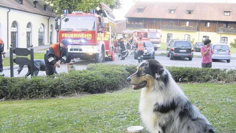 Hund Smokie konnte glücklicherweise unverletzt gerettet werden. (gh)