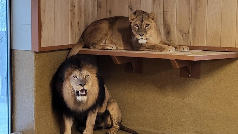 Die beiden Geschwister-Löwen Kiano und Shari sind wieder zu sehen, sobald sie sich an ihr neues Zuhause gewöhnt haben.