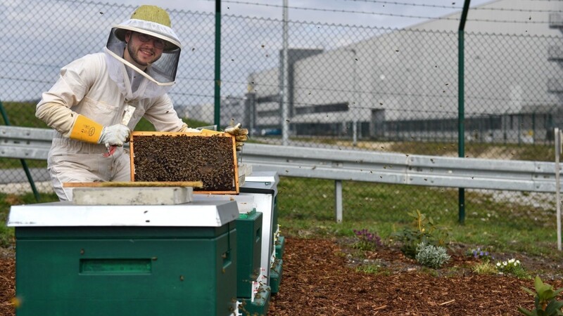 Imker Stefan Fleischmann mit seinen Bienen.