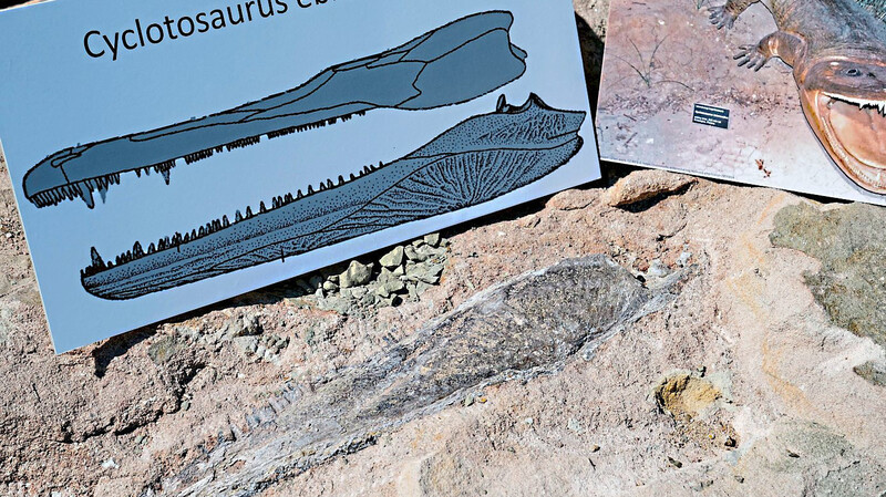 Furchteinflößend: der Mastodonsaurus. Der Unterkiefer so eines Urzeitlurchs ist in Franken entdeckt worden (unten).