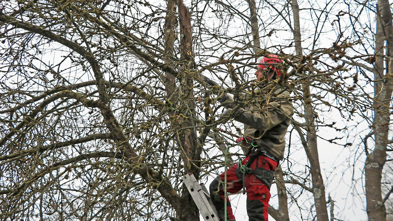 Max Länger wurde vom Landschaftspflegeverband Straubing-Bogen beauftragt, den Altbestand der Streuobstbäume der Familie Sandbiller in Windberg zurückzuschneiden, damit dieser im Frühjahr wieder schön nachwachsen kann.