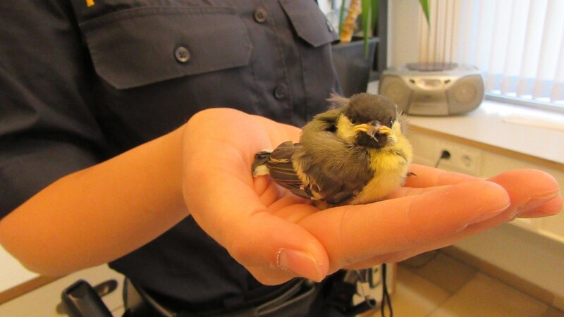 Dieses Vogelbaby wurde bei der Polizeiinspektion Regensburg Süd abgegeben. Die Beamten nahmen es mit Humor.