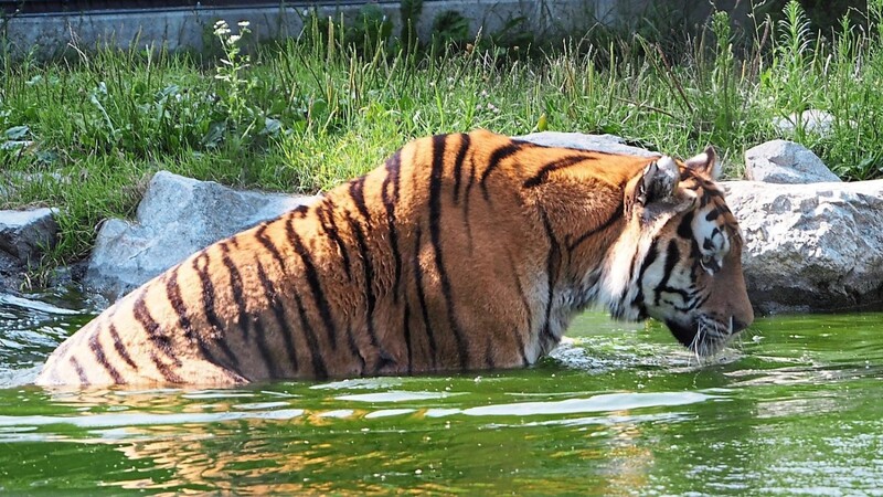 Immer ruhig angehen lassen: Die Tiger und weiteren Tiere im Tiergarten Straubing haben den heißen Sommer gut überstanden.