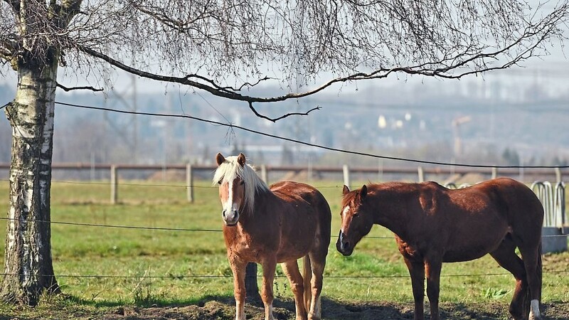 Weil es ihren Pferden schlecht ging, wollte Sara S. die Tiere vom Hof des Tierarztes abholen - sehr zum Ärger des Tierarztes und Hofbesitzers.