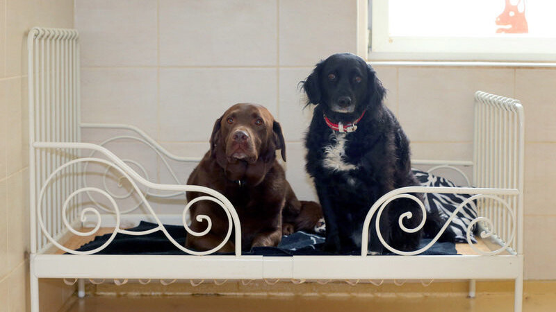 Labrador Lui (l) und Mischling Luna sitzen auf dem Bett eines Zimmers ihres Hundehotels in Kettershausen (Bayern) (Foto vom 25.05.2016).