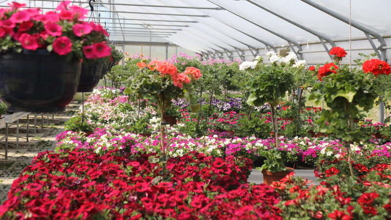 Balkonblumen, Gemüsepfanzerl und eine reichhaltige Farbenauswahl findet man in der Gärtnerei Burgharting der Isar-Sempt-Werkstätten.