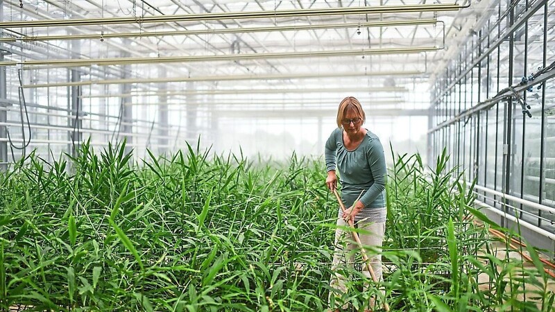 In Indien, Indonesien oder Südamerika: Dort wächst Ingwer normalerweise. Birgit Rascher leitet ein Experiment in Bayern.